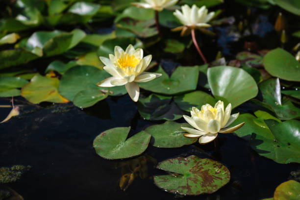 istock A white blooming water lily in a pond. Close-up 1459027935