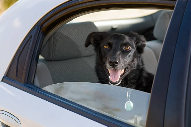 istock dog in back seat of a car 145902829