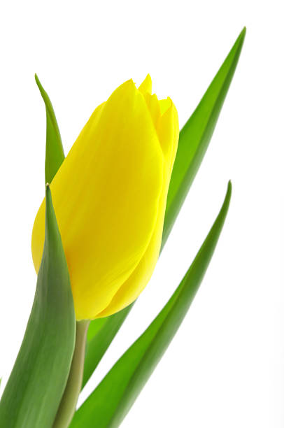 istock Nice, yellow closeup tulip 145902869