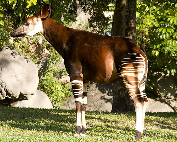 istock Wildlife photo of an okapi under a shade tree 145902870