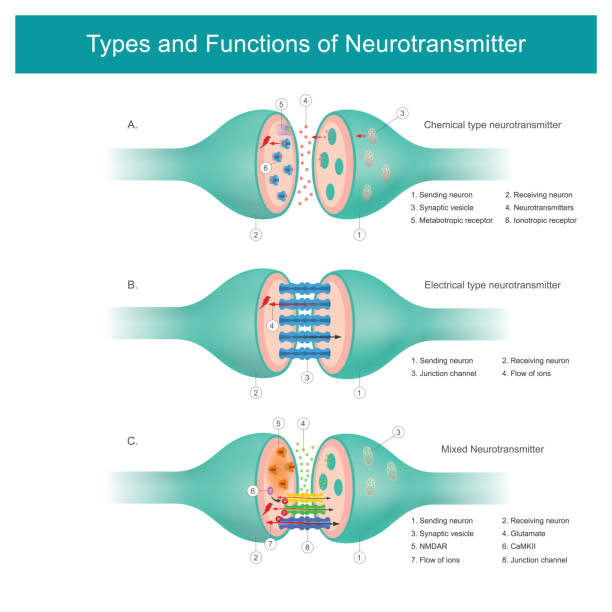 Types and Functions of Neurotransmitter. A Neurotransmitter are chemical messengers in the body, Their working is to transmit signals from nerve cells to target cells. vector art illustration