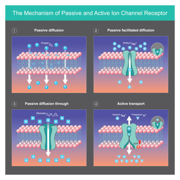 ilustraciones, imágenes clip art, dibujos animados e iconos de stock de el mecanismo del receptor pasivo y activo del canal iónico. explicar los mecanismos de transporte pasivo y activo de proteínas iónicas a través de las membranas celulares en el cuerpo. - molecule glucose chemistry biochemistry