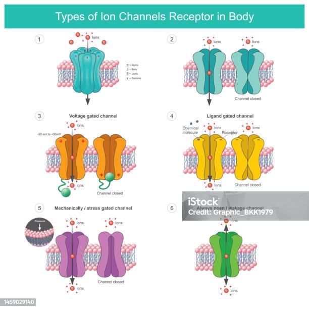 体内のイオンチャネル受容体の種類体の細胞内外に特定のイオンを輸送する膜タンパク質 膜のベクターアート素材や画像を多数ご用意 膜, 受容