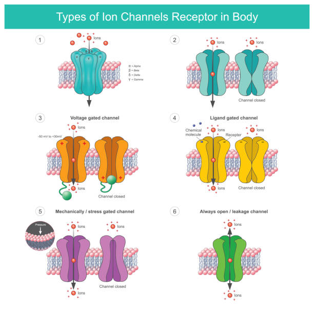 ilustrações, clipart, desenhos animados e ícones de tipos de receptores de canais iônicos no corpo. proteínas de membrana com transporte de íons específicos dentro ou fora da célula do corpo. - célula alfa