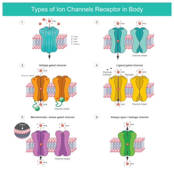 Types of Ion Channels Receptor In Body. Membrane proteins with transport of specific ions in or out of the cell of body. vector art illustration
