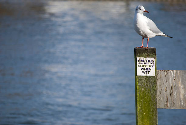 istock Lone bird looking to the river 145902923