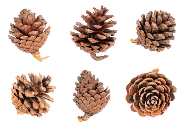 istock Pine cones isolated on white bacckground. 1459029354