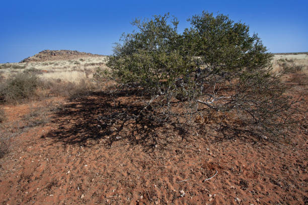 istock SOUTH AFRICAN PETROGLYPHS: BUSHMANLAND 1459029471