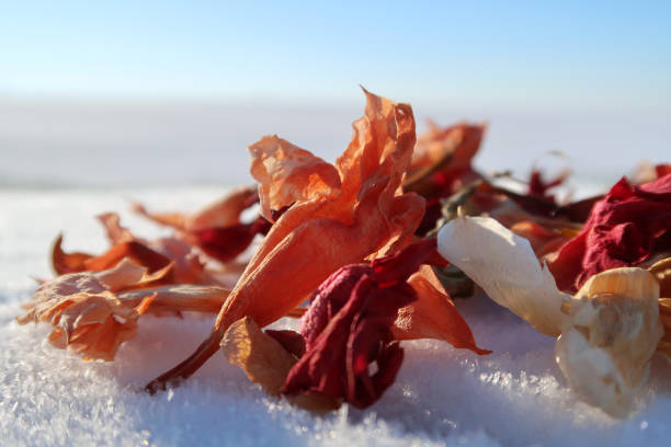 Dried Flowers In A Snowy Scenery
