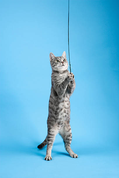 Cat playing with string. stock photo