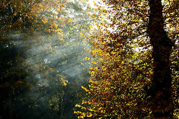 베스키드 (Beskid) 산의 가을 숲, 태양광선 스톡 사진