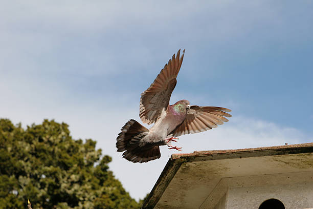 istock Pigeon coming into land 145903391