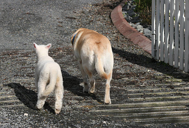 動物のご友人と帰ってくる - odd couple ストックフォトと画像