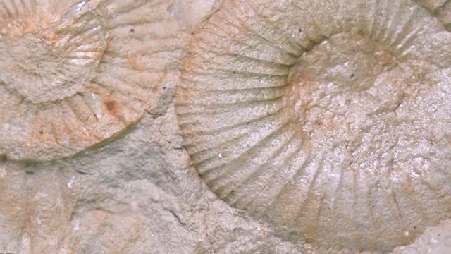 ammonite fossil filmed in studio