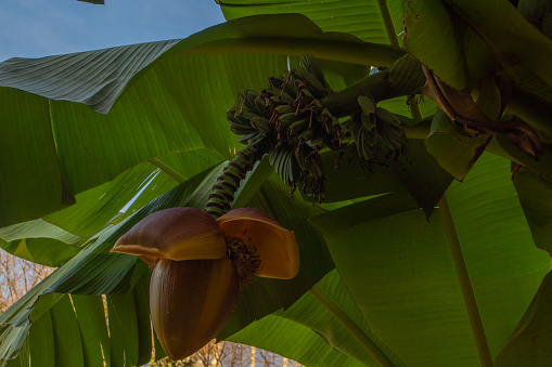 Banana flower - The teardrop-shaped purple flower at the end of the banana fruit cluster in a banana tree is called as banana heart. High quality photo