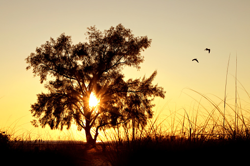 Silhouettes of weeping willow branches and leaves blowing in the wind, against sunset sky