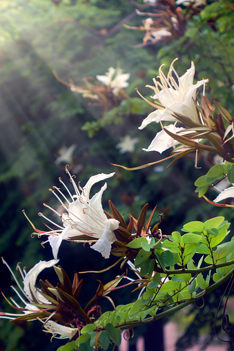 Close up white lily flower in garden