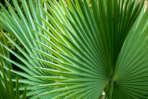 Close up palm tree in Thailand