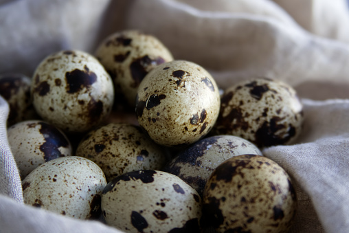 Spotted quail eggs close up