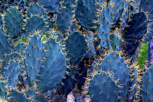 Heart-shaped Cactus in the wilderness