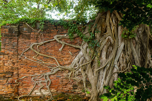 Close up tropical tree trunk and roots