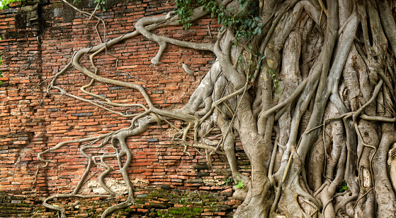 Close up tropical tree trunk and roots