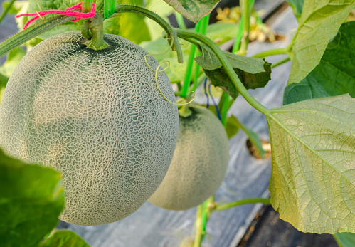Fresh young Japanese green melons cantaloupe sprout growing in greenhouse organic farm