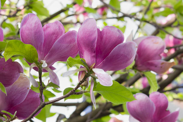 istock magnolia Black tulip 1459043091