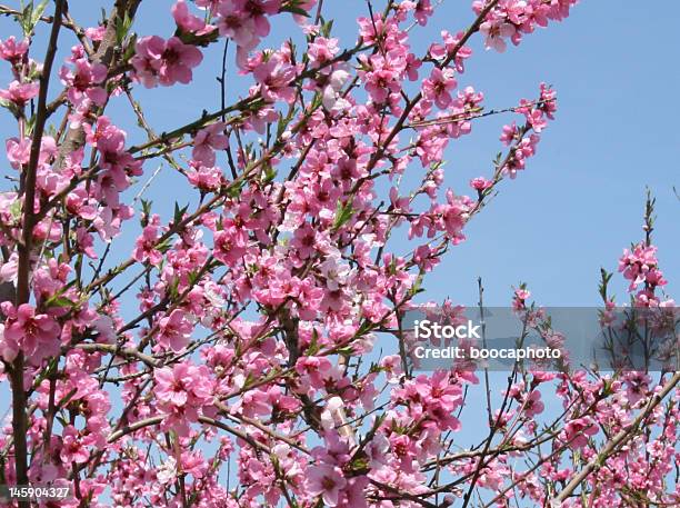 Photo libre de droit de Fleurs De Pêcher banque d'images et plus d'images libres de droit de Agriculture - Agriculture, Arbre, Arbre en fleurs