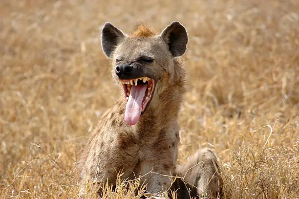 Hyena Showing teeth Masai Mara