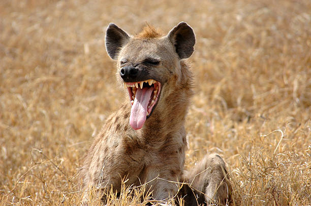 hiena " - hiena - fotografias e filmes do acervo