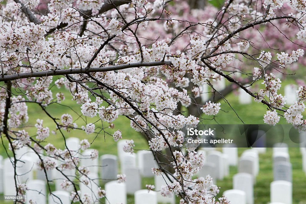 Fleurs Cimetière National d'Arlington - Photo de Cimetière militaire d'Arlington libre de droits