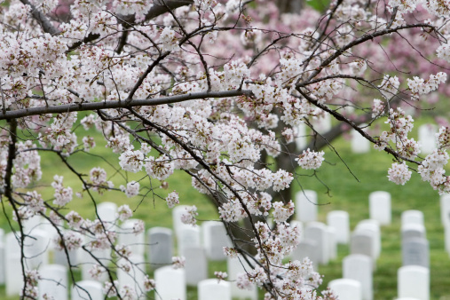 Springtime blossoms at Arlington National Cemetery.