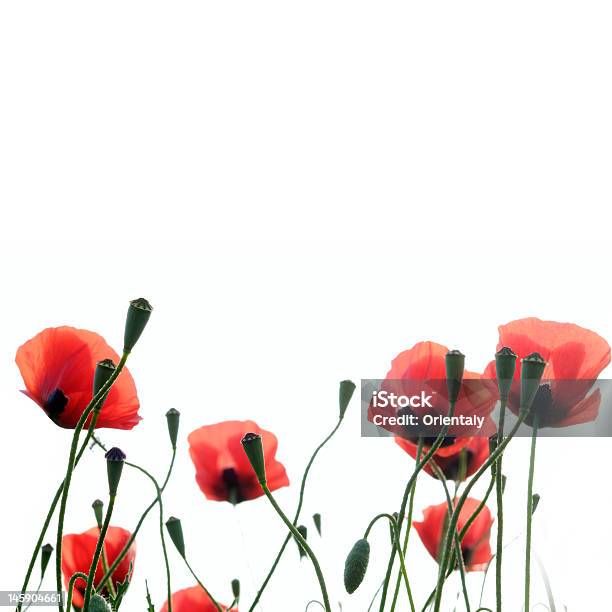 Poppies Stock Photo - Download Image Now - Agricultural Field, Backgrounds, Bud