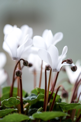 white cyclamen flowers on a gray background
