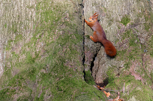 Forest area of the park. Crowded place. A squirrel climbs a thick tree trunk.