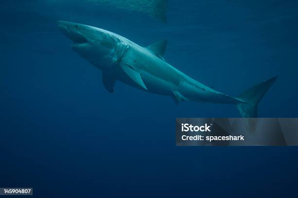 Squalo Bianco Deep Water - Fotografie stock e altre immagini di Grande squalo bianco - Grande squalo bianco, Ambiente, America Latina