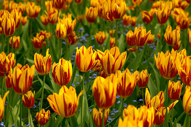 Campo de Tulipa sem costuras - fotografia de stock