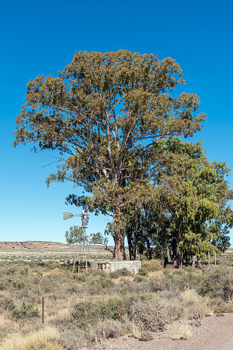 A landscape, with a windmill, dam and large trees, on the road between Loxton and Fraserburg in the Northern Cape Karoo