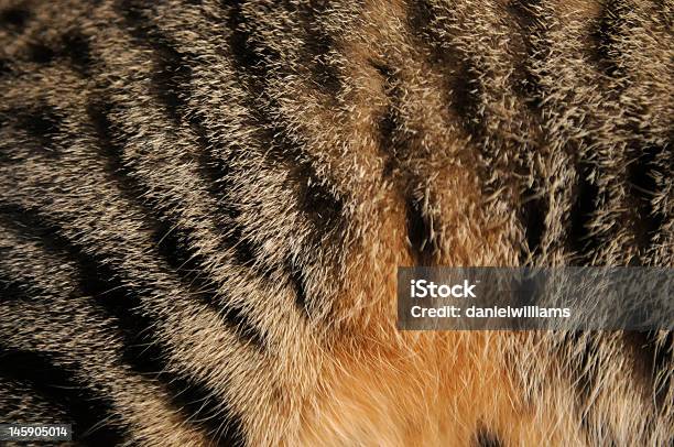 Cats Orange Belly Stock Photo - Download Image Now - Fur, Domestic Cat, Close-up