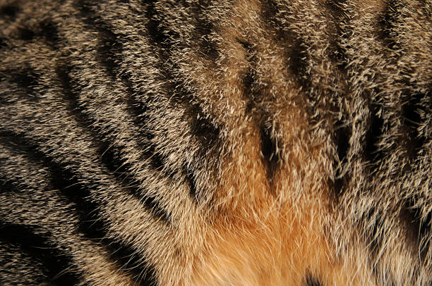 кошка's оранжевый живота - furries стоковые фото и изображения