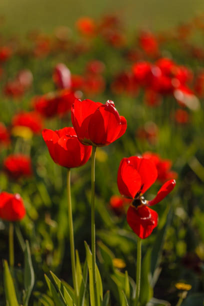 nice tulips stock photo