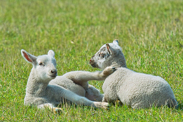 Lambs in the gras stock photo