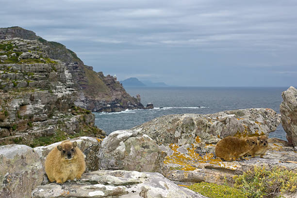 African rock hyrax - dassie, against Cape Good Hope landscape stock photo