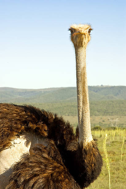 big african ostrich - safari in South Africa stock photo
