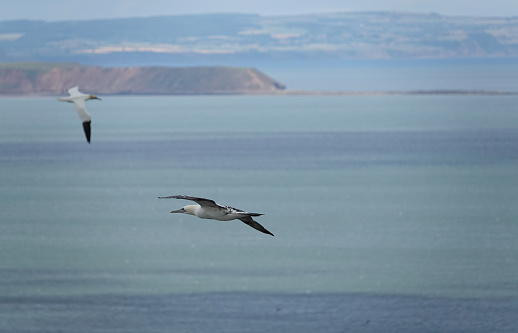 Northern gannets in flight above the North Sea at Bempton Cliffs, Yorkshire, UK.