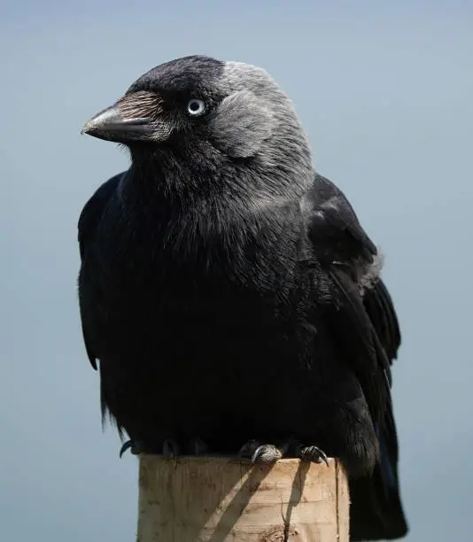 A portrait of jackdaw perching on a wooden post.