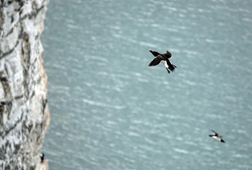 Razorbills coming in the land on a rocky cliff face above the North Sea in Yorkshire, UK.