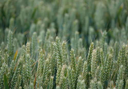 Ears of wheat growing in a farmer’s field in the UK in July.