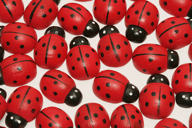 Ladybugs - foto de acervo